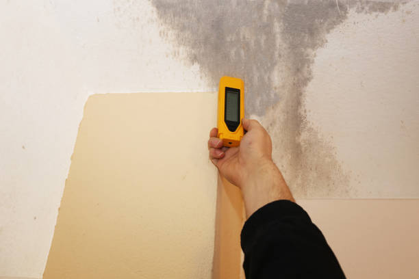 Best Airborne Mold Testing  in Cypress Landing, NC