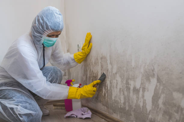 Best Air Quality Testing for Mold Spores  in Cypress Landing, NC