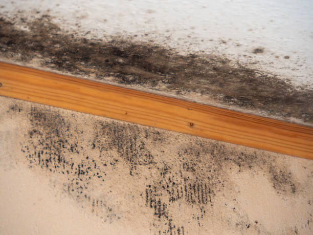 Best Basement Mold Removal  in Cypress Landing, NC