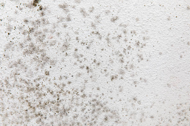 Best Residential Mold Inspection & Testing  in Cypress Landing, NC