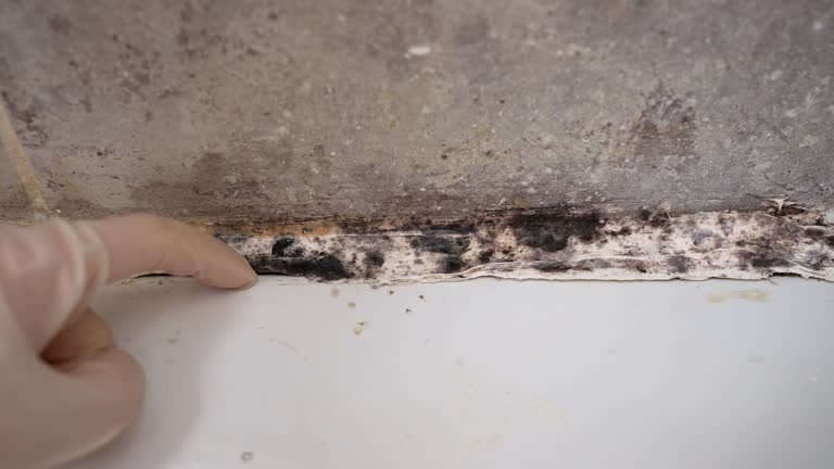 Best Emergency Mold Remediation  in Cypress Landing, NC
